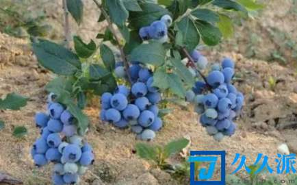 蓝莓幼苗用什么土长得好(如何养护蓝莓幼苗)