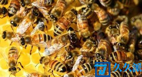 50只蜜蜂能养活蜂王吗(没有蜂王的蜂群会跑吗)